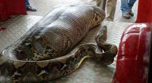 python